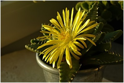 faucaria06.JPG