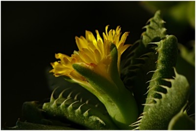 faucaria05.JPG