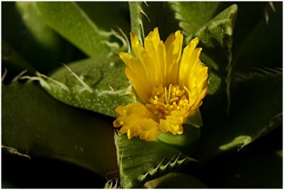 faucaria04.JPG
