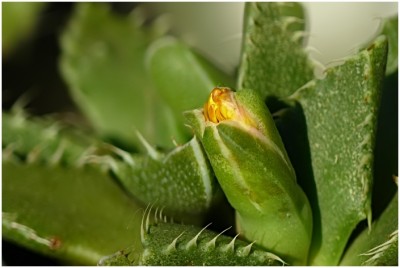 faucaria03.JPG