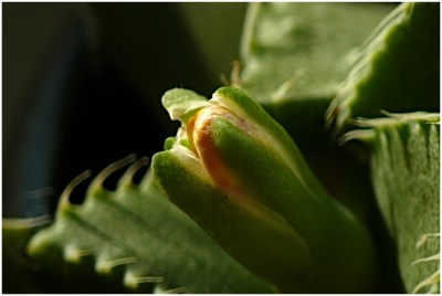 faucaria02-2.JPG