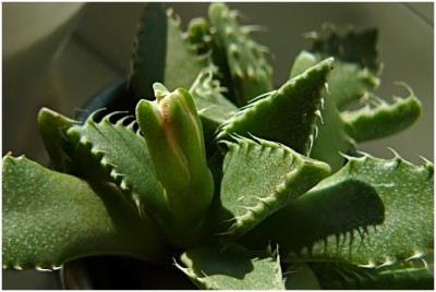 faucaria02-1.JPG