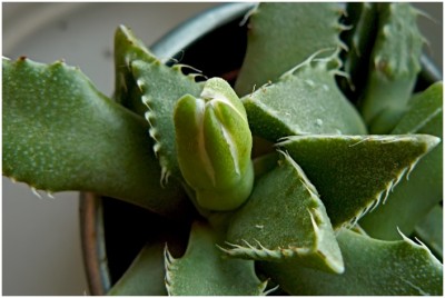 faucaria01.JPG