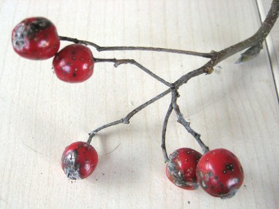 unbekanntes_111023_1.jpg