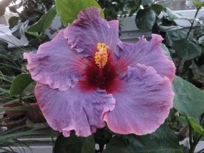 Tahitian Antique Purple 24-10-2011.JPG