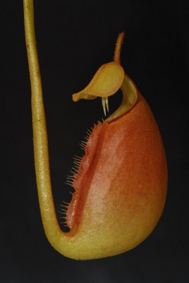 dsc_8116_Nepenthes_bicalcarata.jpg