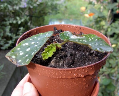 18.08.07 Begonia tamaya.JPG