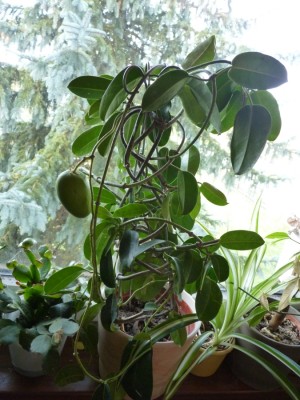 stephanotis.jpg