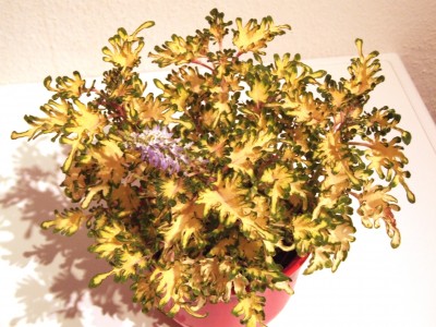 curly-lemon-lime01.JPG