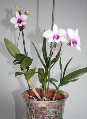 4.blüte2.jpg