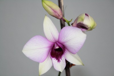 4.blüte.jpg