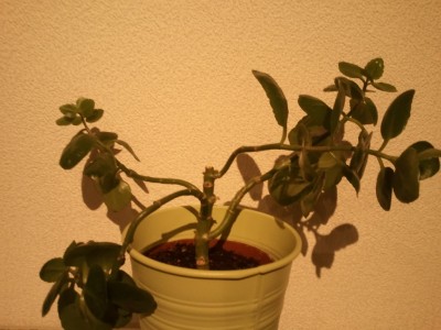 2011-10-25 17.28.39.jpg