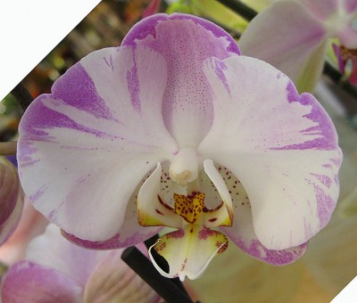 Phal_0117.jpg