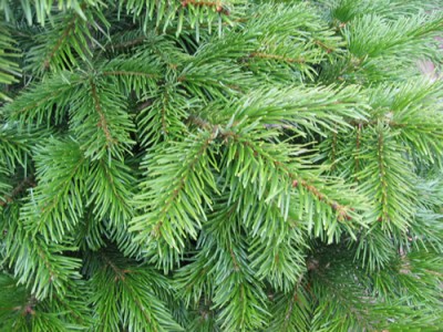 abies-nordm-02.jpg