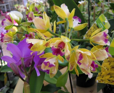 Orchis_0110.jpg