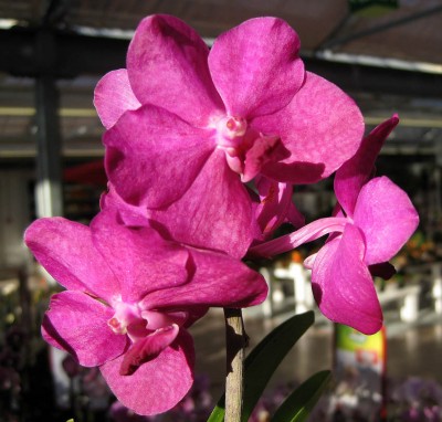 Princess Micasa Pink_0114.jpg