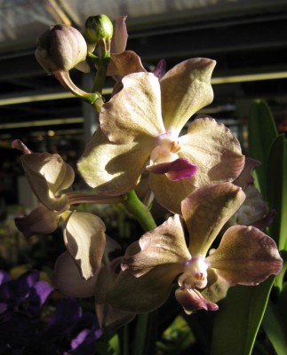 Ascda Judy Paige x V Mimi Palmer_0106.jpg