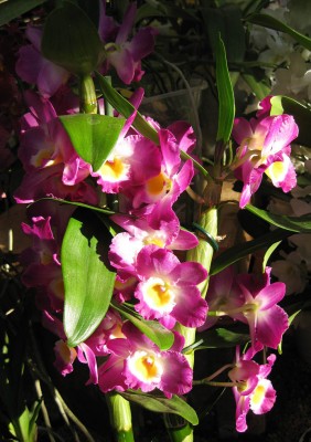 Dendrobium_0115.jpg