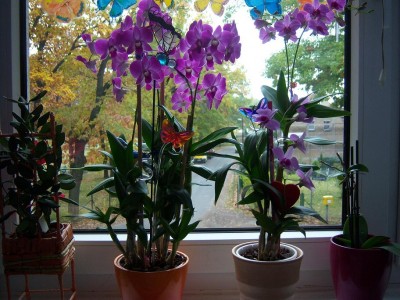 100_2464.JPG
