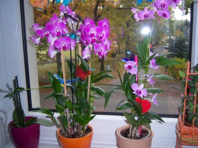 100_2463.JPG
