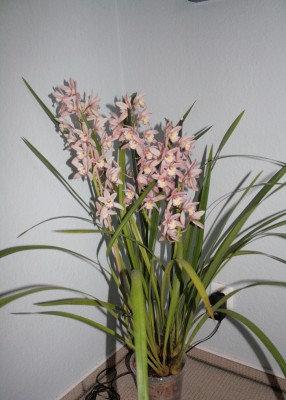 Cymbidium2.jpg