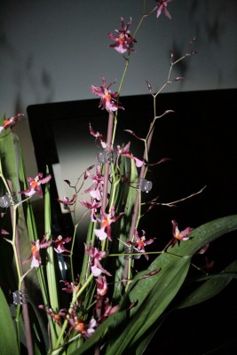 Oncidium2.jpg