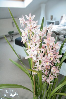 Cymbidium.JPG