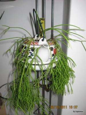 Rhipsalis teekännchenensis baccifera.jpg