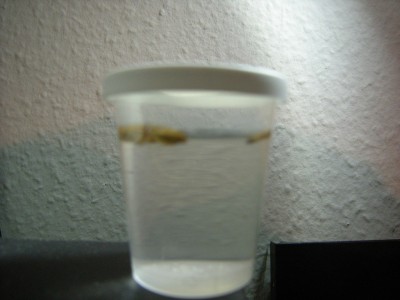 Quelltöpfchen mamutbaum.JPG
