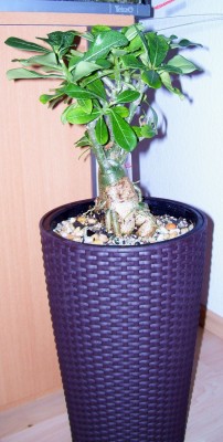 100_7955.JPG