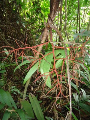 8. Unbekannte Palme, DSC09733.JPG