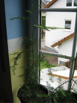 küstensequoia.jpg