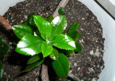 Erbeerbaum Neutrieb.JPG