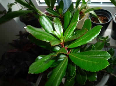 Blätter Erdbeerbaum.JPG