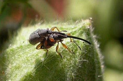 Rüsselkäfer Rhopalapion_longirostre.jpg