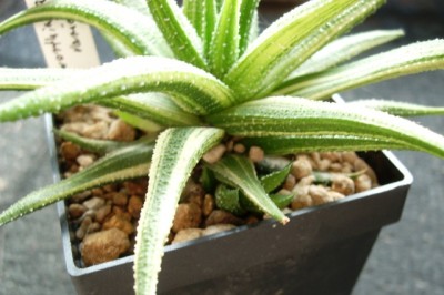 H.attenuata variegata.JPG