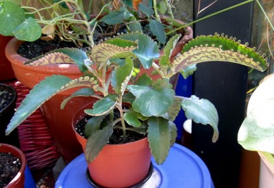 18.08.07 Brutblatt - Kalanchoe daigremontiana.JPG