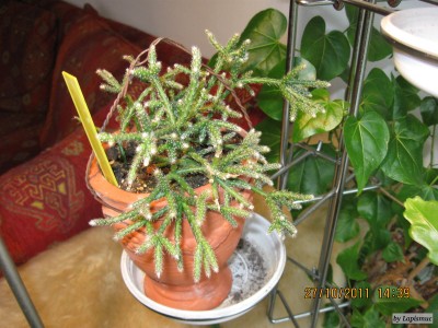 IMG_7181.JPG