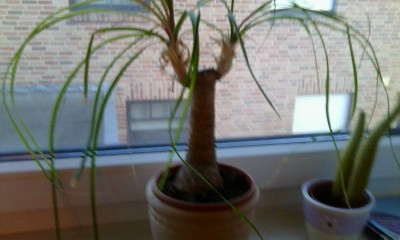 Foto0216.jpg