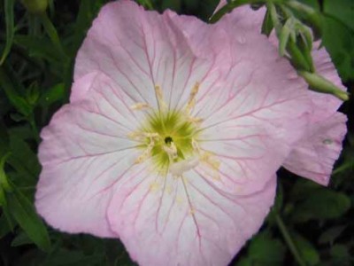 Oenothera speciosa.jpg