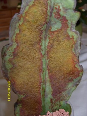 Photo5.jpg