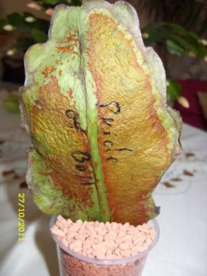 Photo4.jpg
