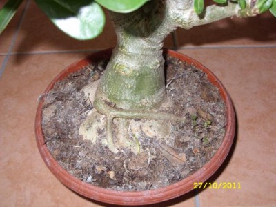 Wüstenrose - Adenium II · Beliebte Pflanzen & Erfahrungen · GREEN24  Pflanzen & Garten Forum