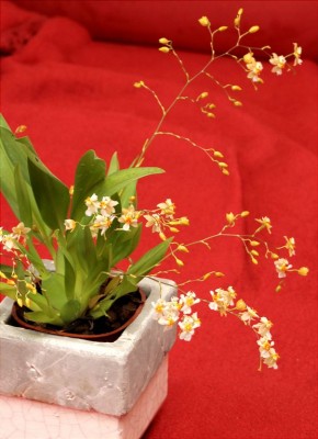 Orchid-05_IMG_1242.jpg