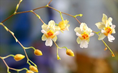 Orchid-03_IMG_1240.jpg