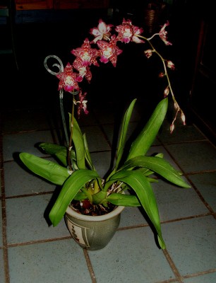 Phalaenopsis.jpg