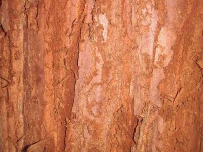mammut_borke_klein.jpg