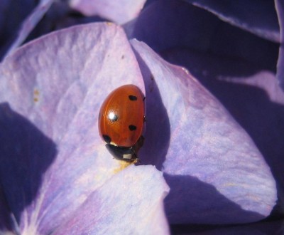 Bild green24 739.jpg