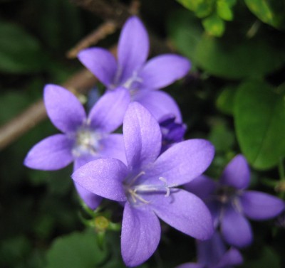 Bild green24 743.jpg