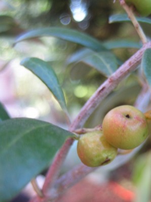 Bild green24 738.jpg